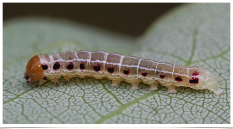 Morrisonia confusa (early instar)
Confused Woodgrain
Perry County, Mississippi